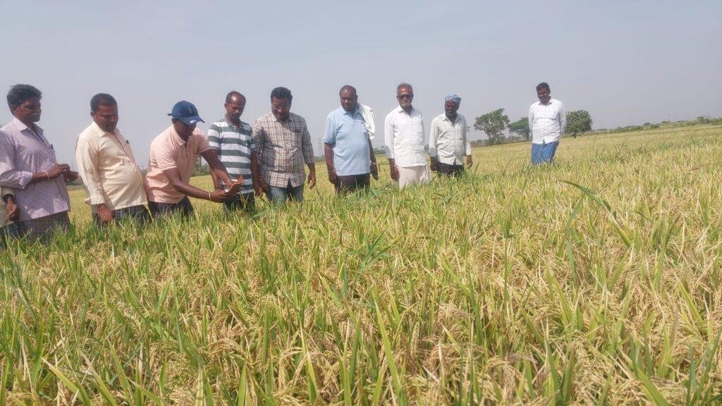 సన్న వరి సాగు – లింగాపూర్ రైతుల ఆదర్శం